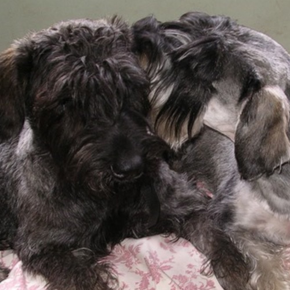 Meet your Posher, Lazy vl